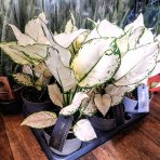 Aglaonéma (Aglaonema) ´WHITE JOY´- výška 20-25 cm, kont. C1L